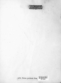Antinoa pulchella image